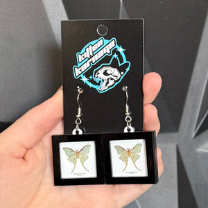 Miniature Oddities Luna Moth Dark Taxidermy Shadowbox Earrings